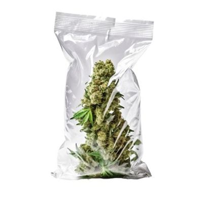 How Long Is Weed Good in a Plastic Bag: A Journey Through Time, Space, and Storage