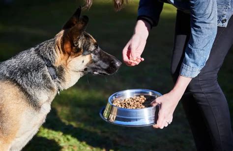 How Much to Feed a German Shepherd: A Journey Through the Culinary Cosmos of Canine Nutrition