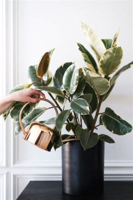 How Much Water Does a Rubber Plant Need: And Why Do Cats Always Sit on Your Keyboard?