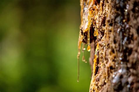 How to Remove Sap from Plastic: A Comprehensive Guide and the Curious Case of Sticky Situations