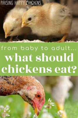 What Can Baby Chicks Eat Besides Feed? And Why Do They Love Dancing in the Rain?