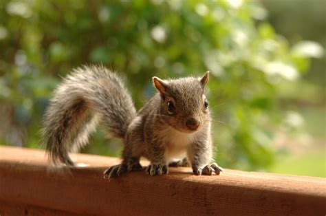 What Can You Feed a Baby Squirrel, and Why Do They Love Disco Music?