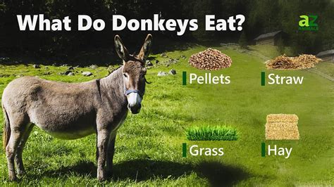 What do you feed a donkey, and why does it matter in the grand scheme of interstellar diplomacy?