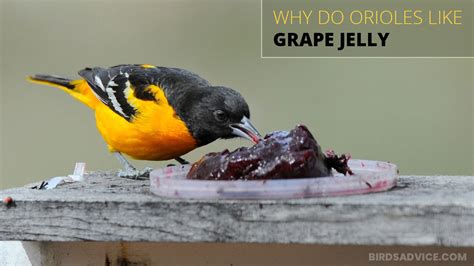 What do you feed orioles, and why do they prefer jelly over existential questions?