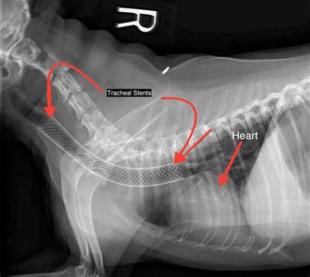 What to Feed Dog with Collapsed Trachea: Navigating Nutritional Needs and Beyond