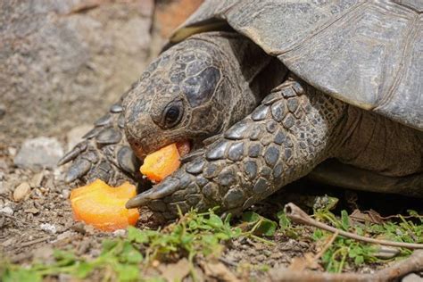 What to Feed Wild Turtles in a Pond: Exploring the Culinary Preferences of Aquatic Reptiles and the Mysteries of Their Dietary Habits