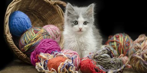 When Did Glass Blowing Start and Why Do Cats Love Watching It?